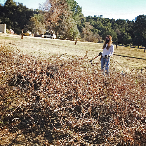kaeley pruning wildlands
