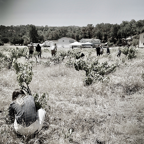pruning the center at lone wolf