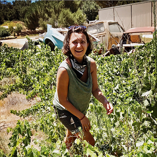 600_lw_harvest_2020_pullback